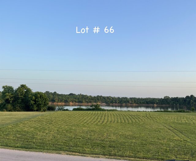 Lot 66 Catfish
