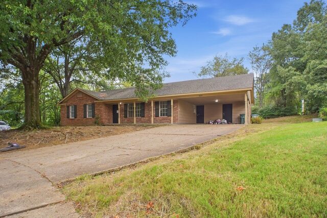 3621 Tulip Tree